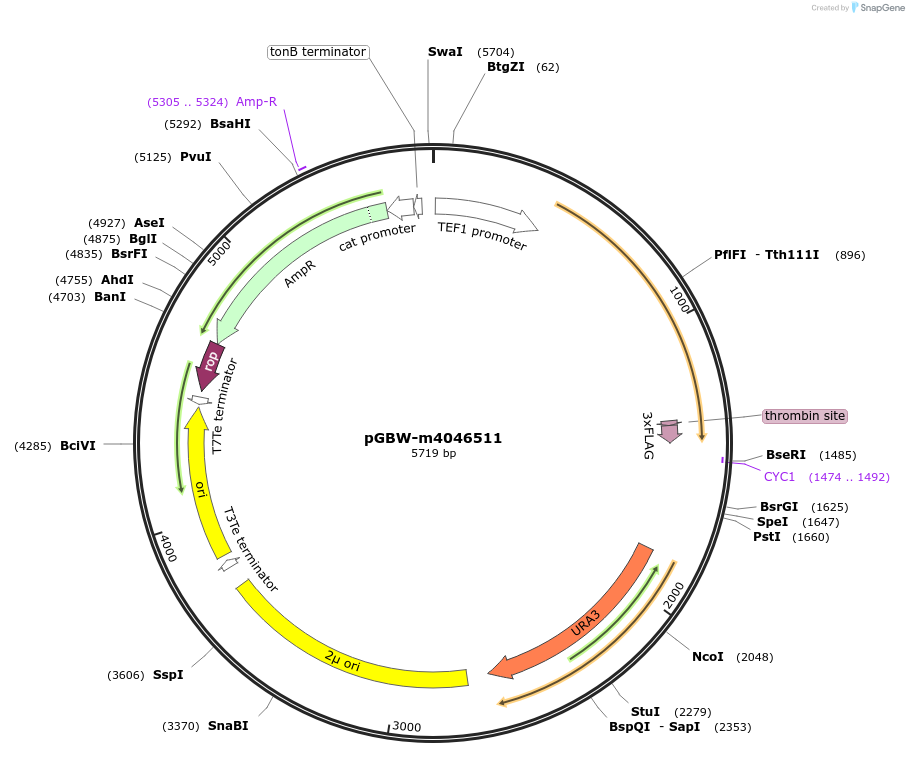 149084-plasmid-map-sequence-id-298030