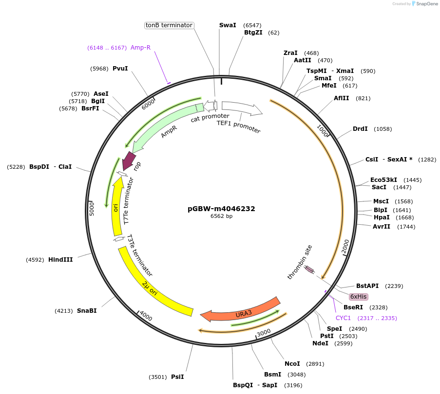 149085-plasmid-map-sequence-id-298031