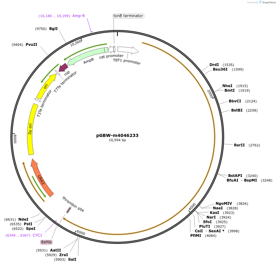 149032-plasmid-map-sequence-id-298060