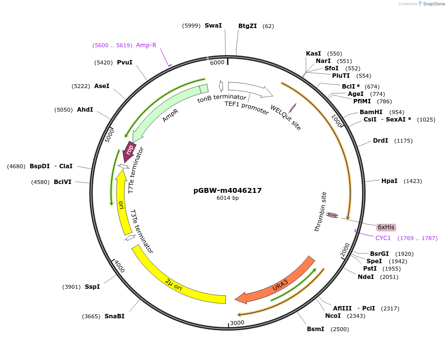 149071-plasmid-map-sequence-id-298064