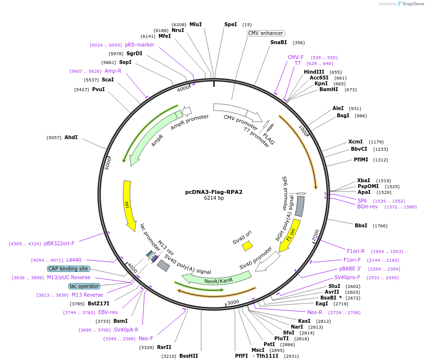 22893-plasmid-map-sequence-id-298065