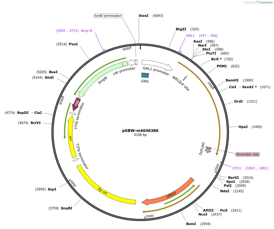 149089-plasmid-map-sequence-id-298091
