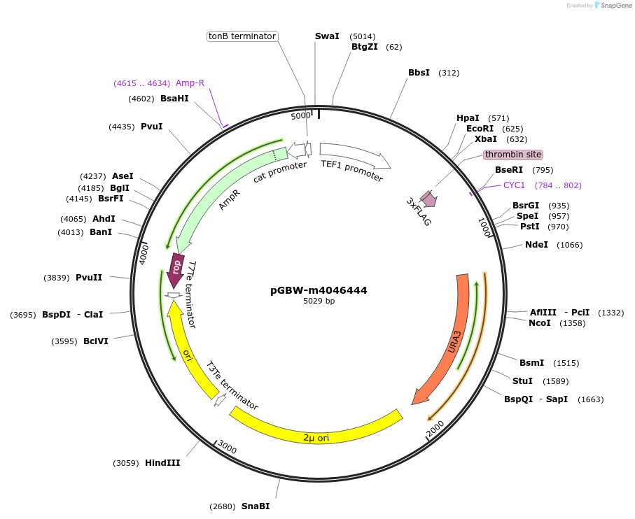 149091-plasmid-map-sequence-id-298092
