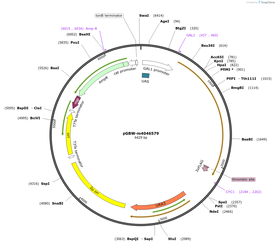 149092-plasmid-map-sequence-id-298094