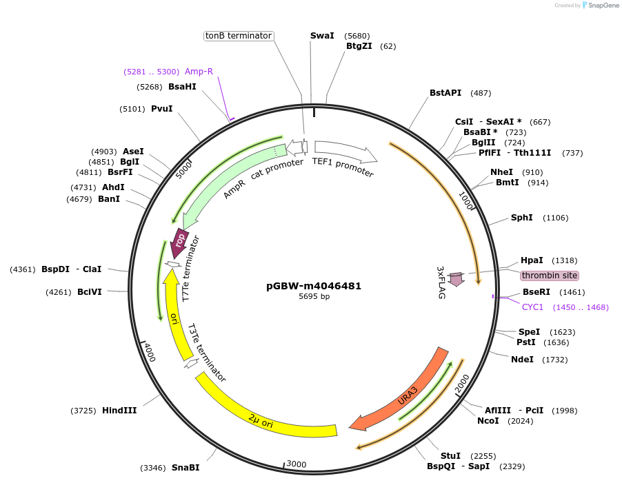149093-plasmid-map-sequence-id-298100