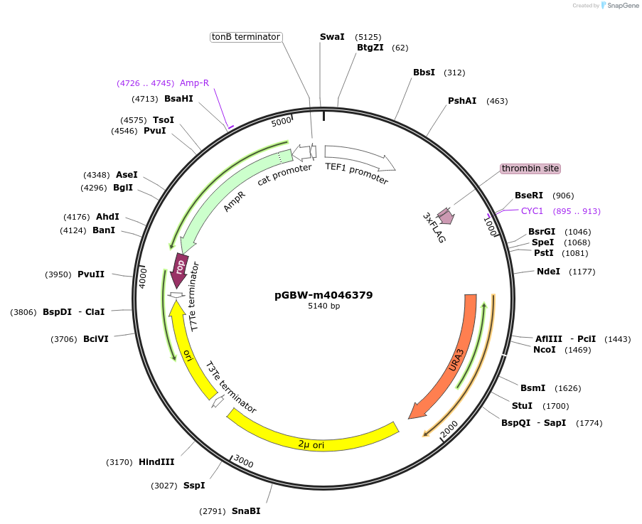 149094-plasmid-map-sequence-id-298101