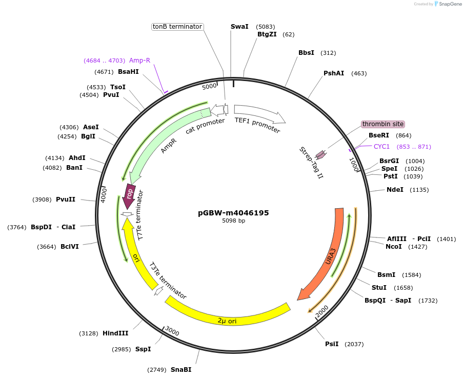 149095-plasmid-map-sequence-id-298102