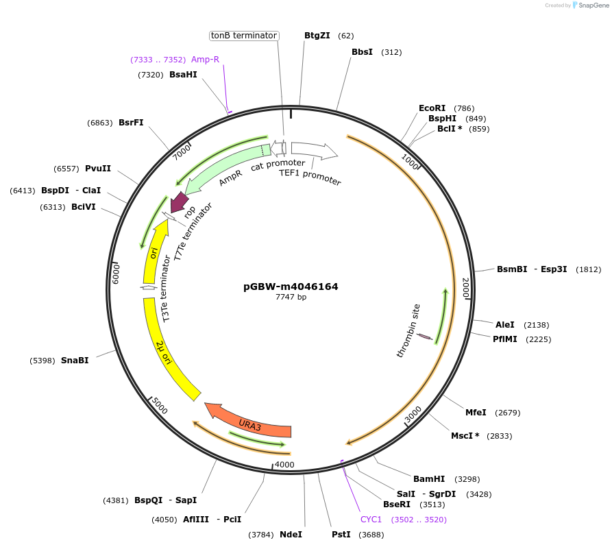 149096-plasmid-map-sequence-id-298103