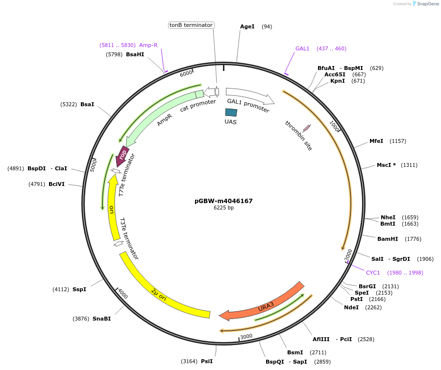 149098-plasmid-map-sequence-id-298105