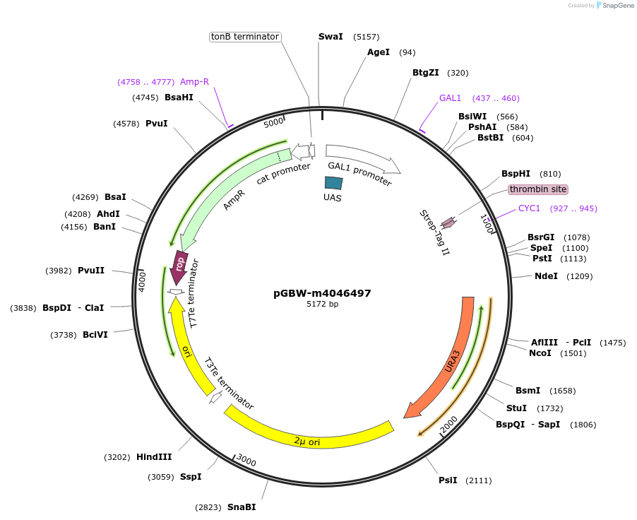 149102-plasmid-map-sequence-id-298111