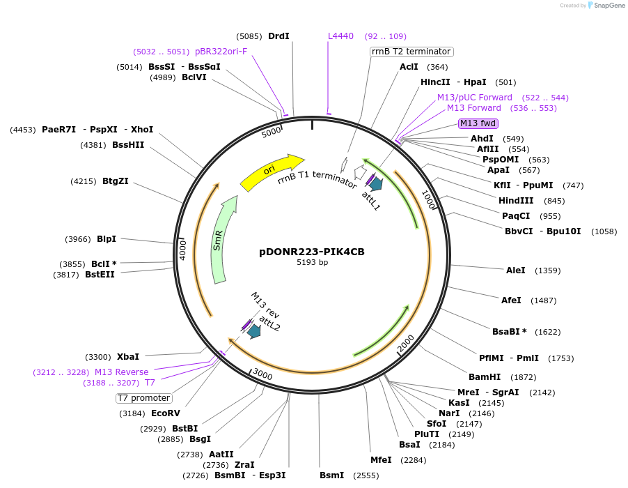 23839-plasmid-map-sequence-id-298117