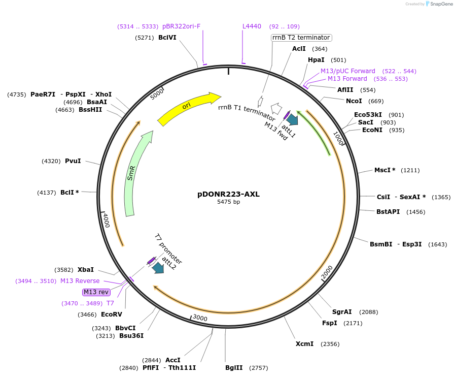 23945-plasmid-map-sequence-id-298118