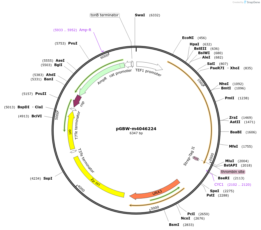 149107-plasmid-map-sequence-id-298126