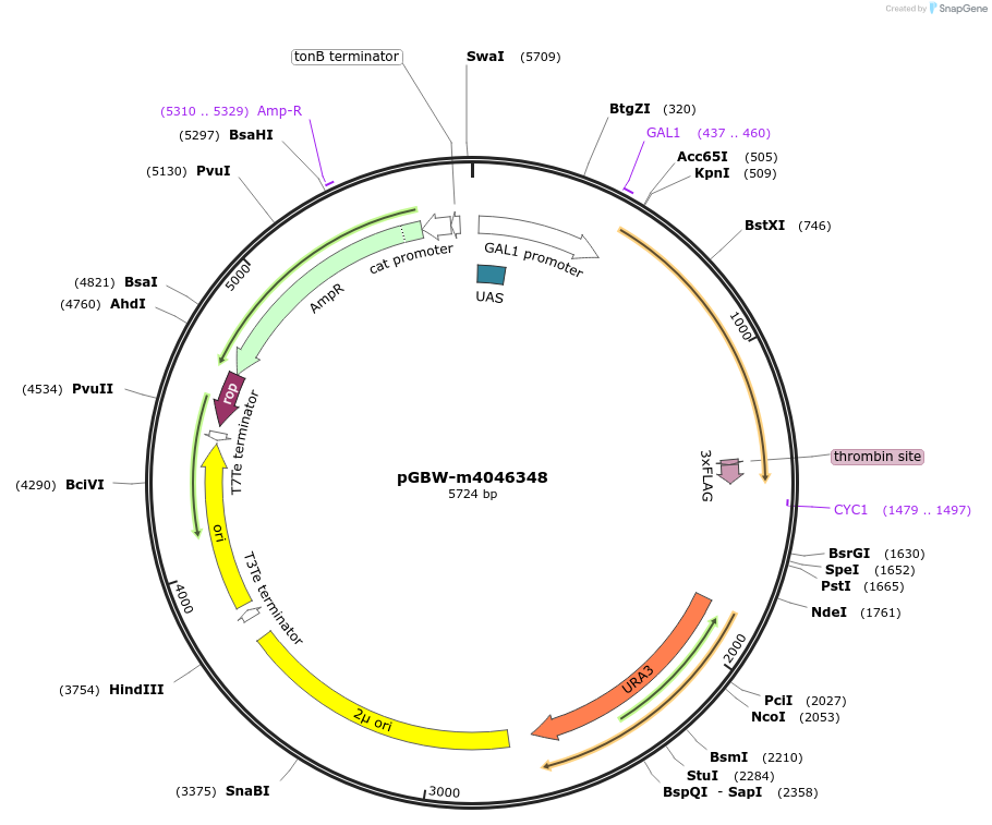 149108-plasmid-map-sequence-id-298127