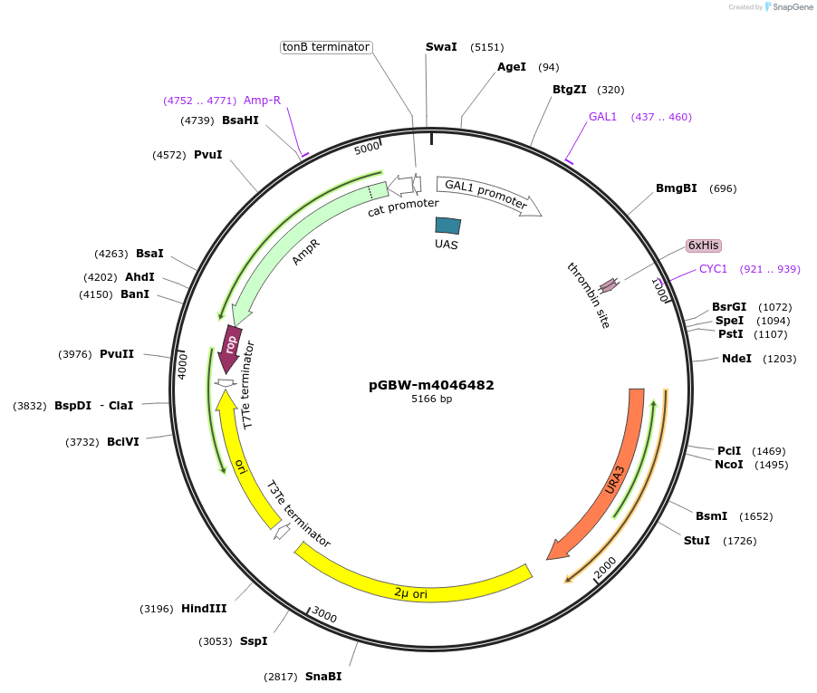 149110-plasmid-map-sequence-id-298131