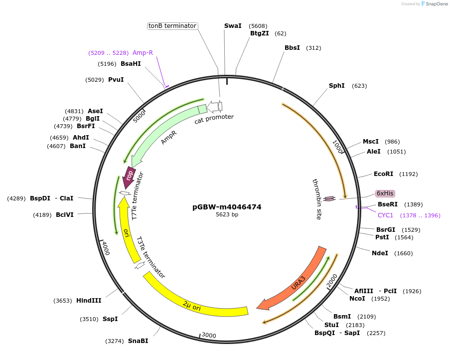 149111-plasmid-map-sequence-id-298132