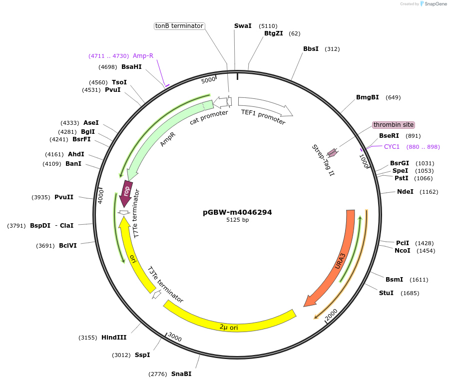 149113-plasmid-map-sequence-id-298133