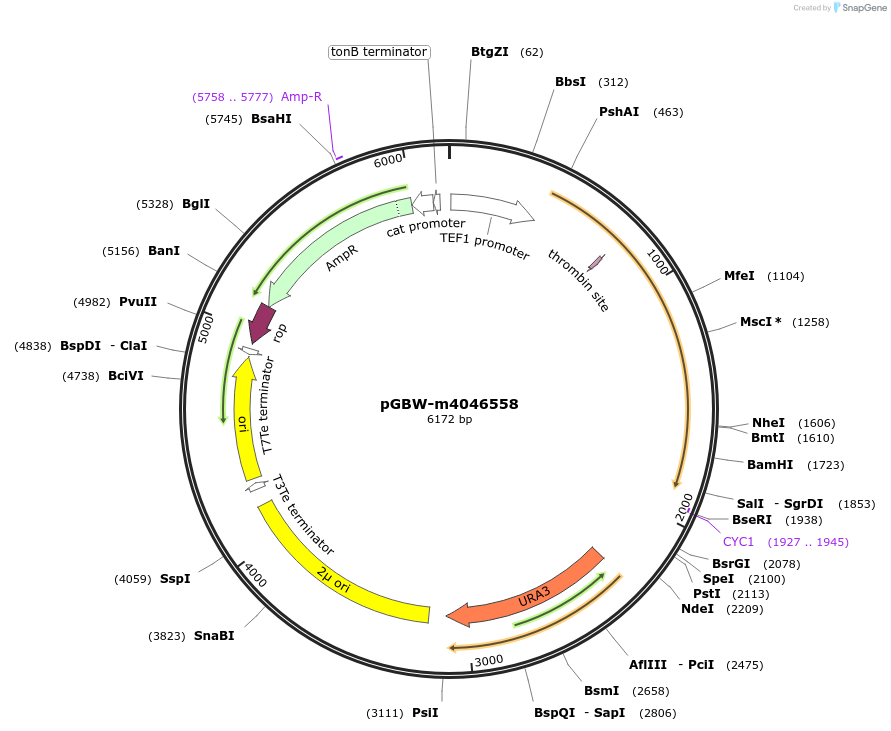149114-plasmid-map-sequence-id-298134