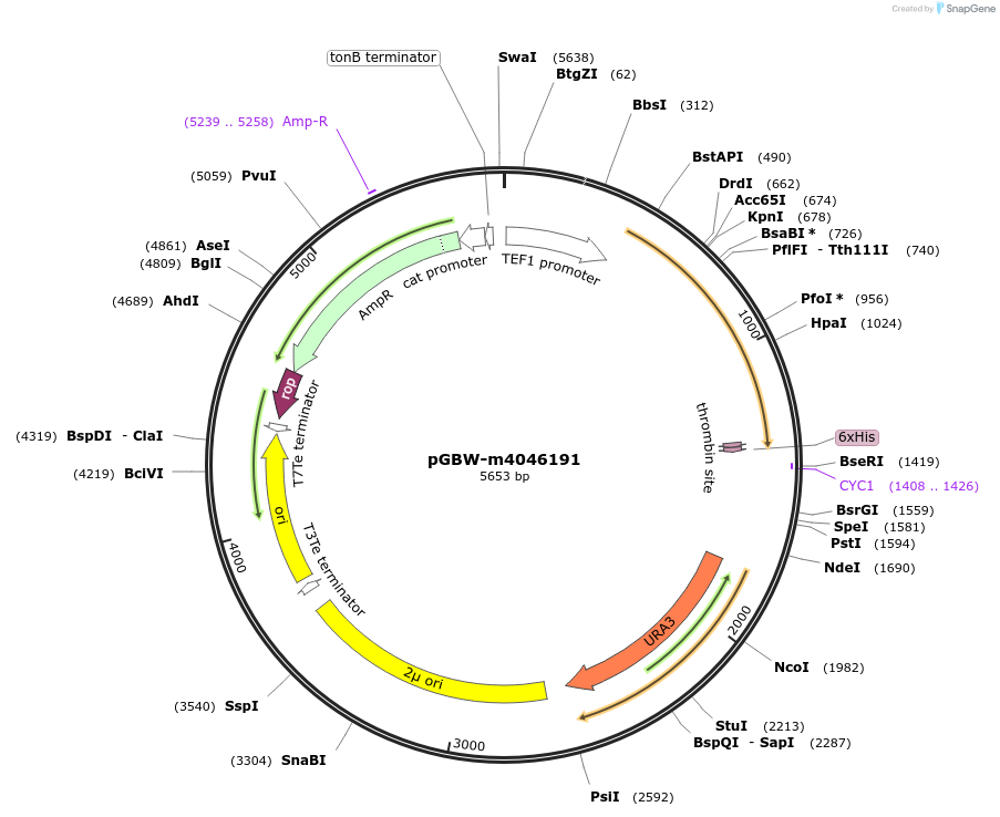 149115-plasmid-map-sequence-id-298135