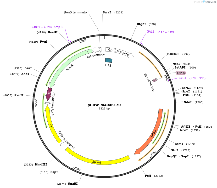 149119-plasmid-map-sequence-id-298139