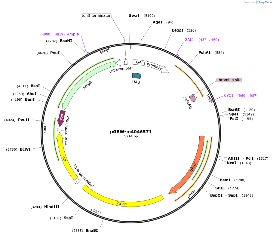 149121-plasmid-map-sequence-id-298141