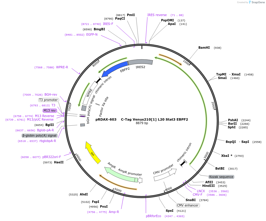 130078-plasmid-map-sequence-id-298150