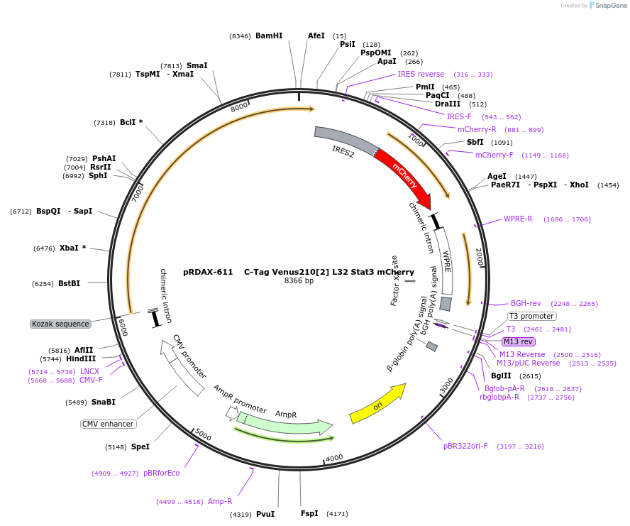 130086-plasmid-map-sequence-id-298152