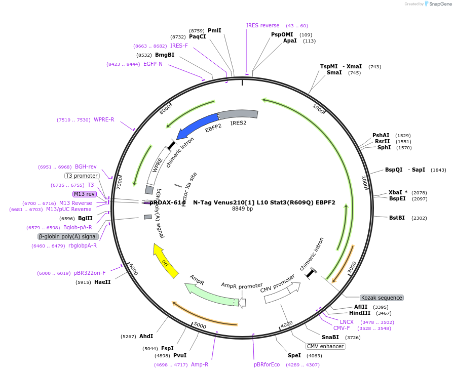130089-plasmid-map-sequence-id-298153