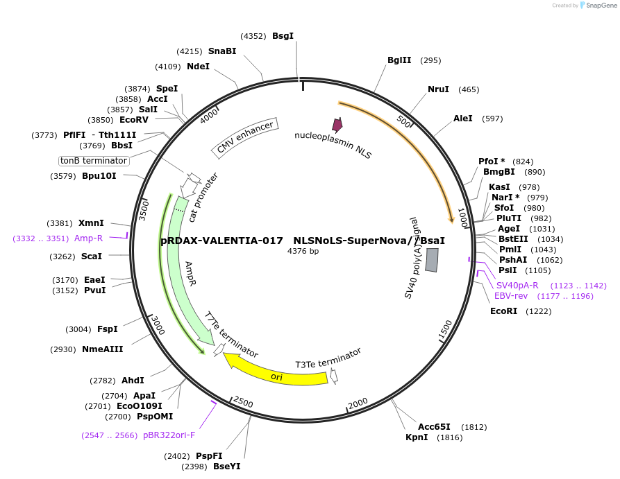 130198-plasmid-map-sequence-id-298157