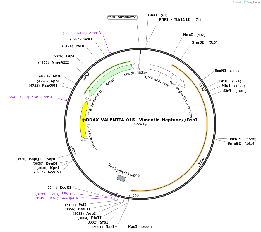 130196-plasmid-map-sequence-id-298158
