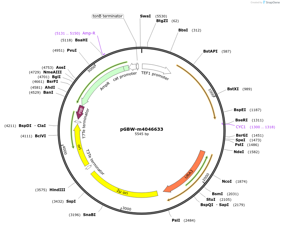 149161-plasmid-map-sequence-id-298223