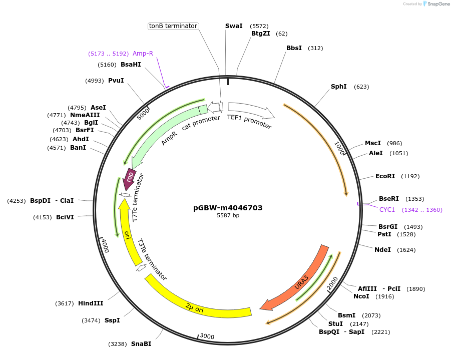 149215-plasmid-map-sequence-id-298224