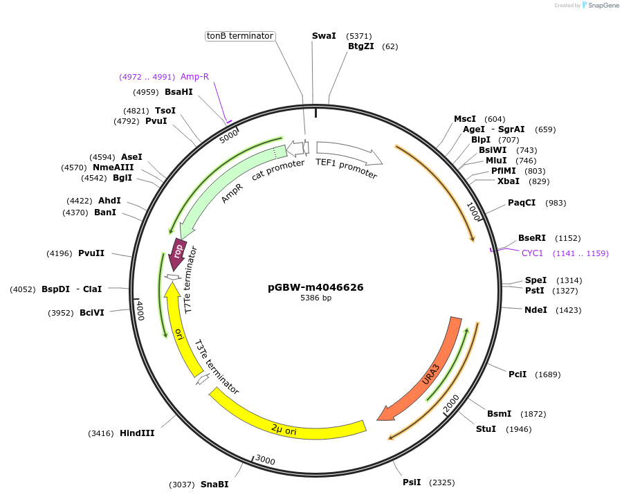 149220-plasmid-map-sequence-id-298225