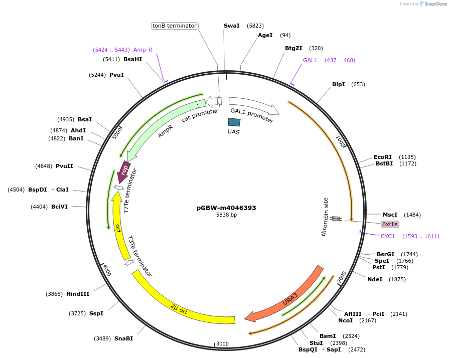 149132-plasmid-map-sequence-id-298229