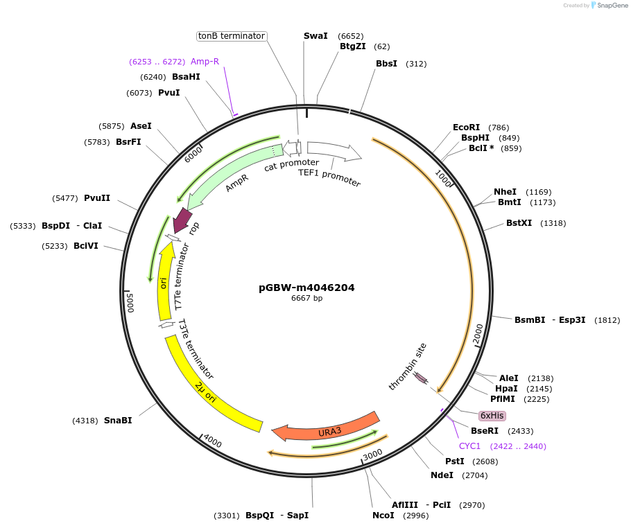 149133-plasmid-map-sequence-id-298231