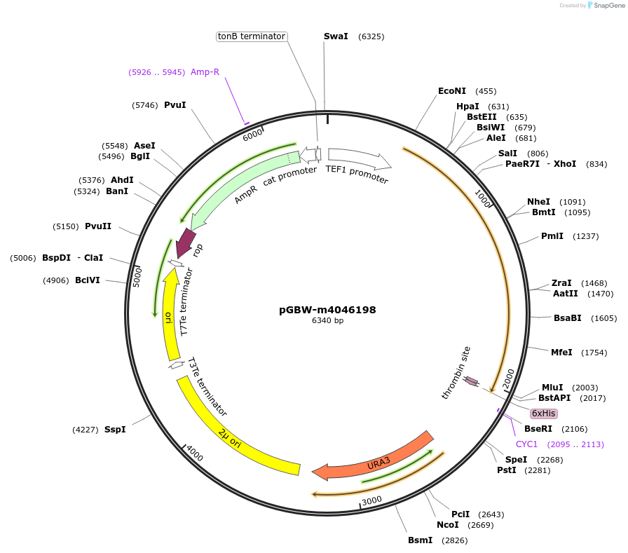 149136-plasmid-map-sequence-id-298235