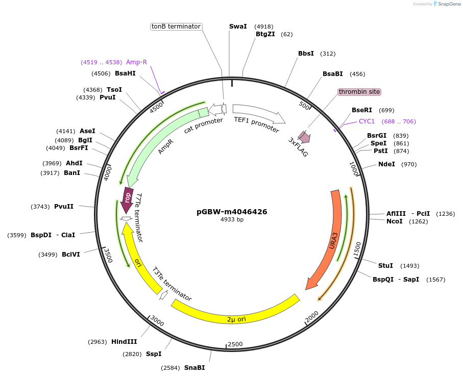 149140-plasmid-map-sequence-id-298239