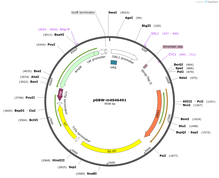 149141-plasmid-map-sequence-id-298240