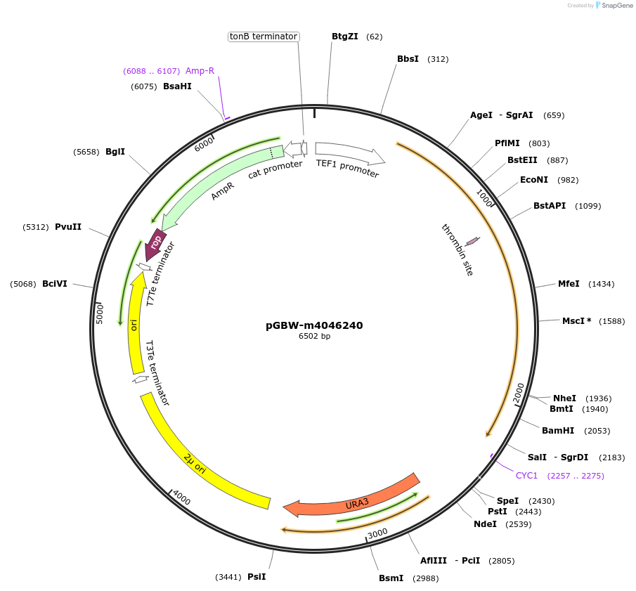 149144-plasmid-map-sequence-id-298243