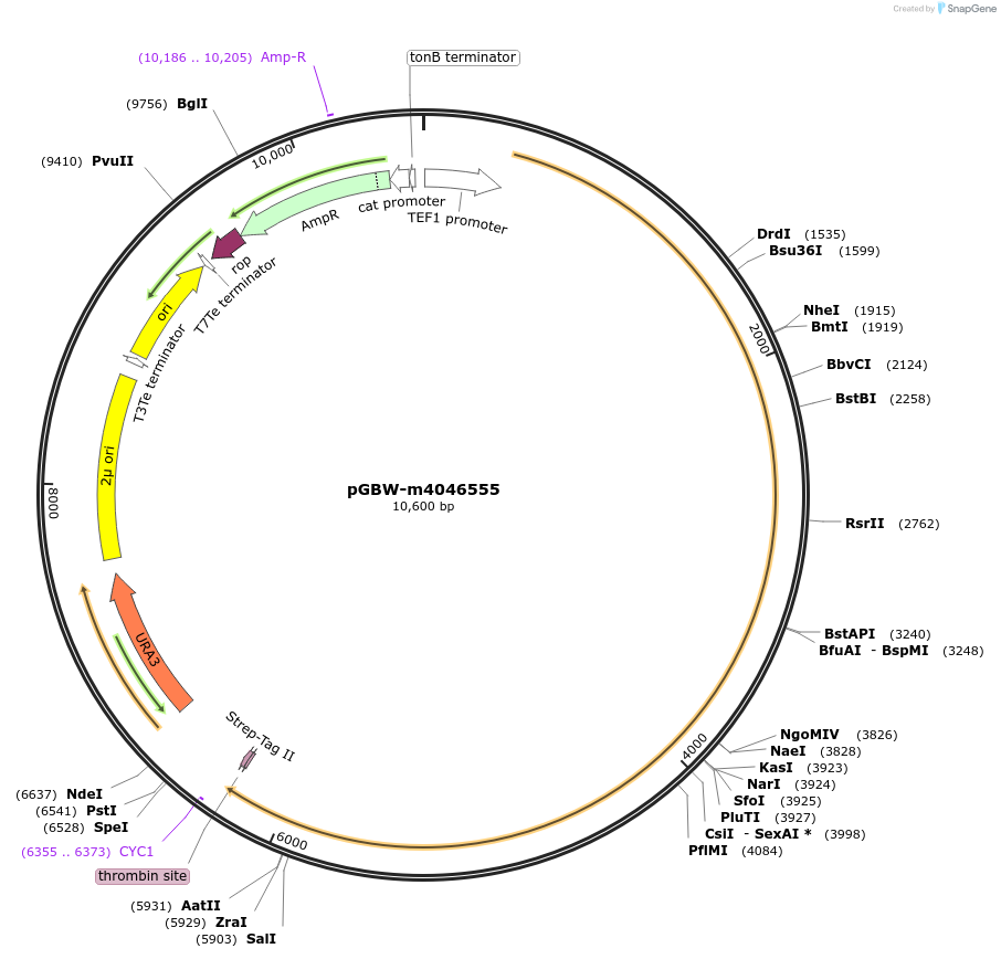 149146-plasmid-map-sequence-id-298244