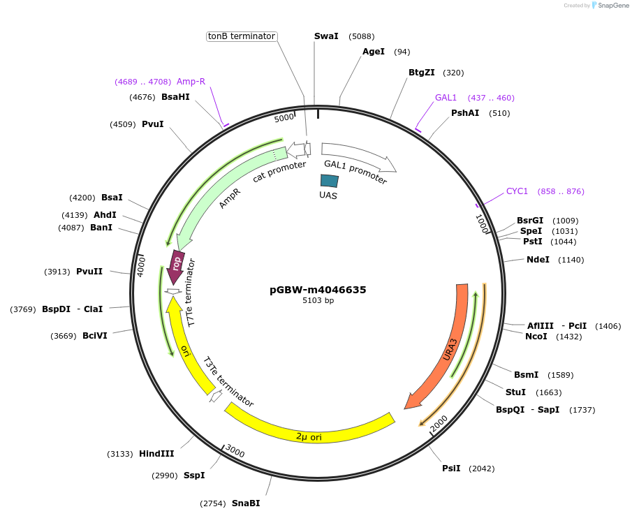 149149-plasmid-map-sequence-id-298245