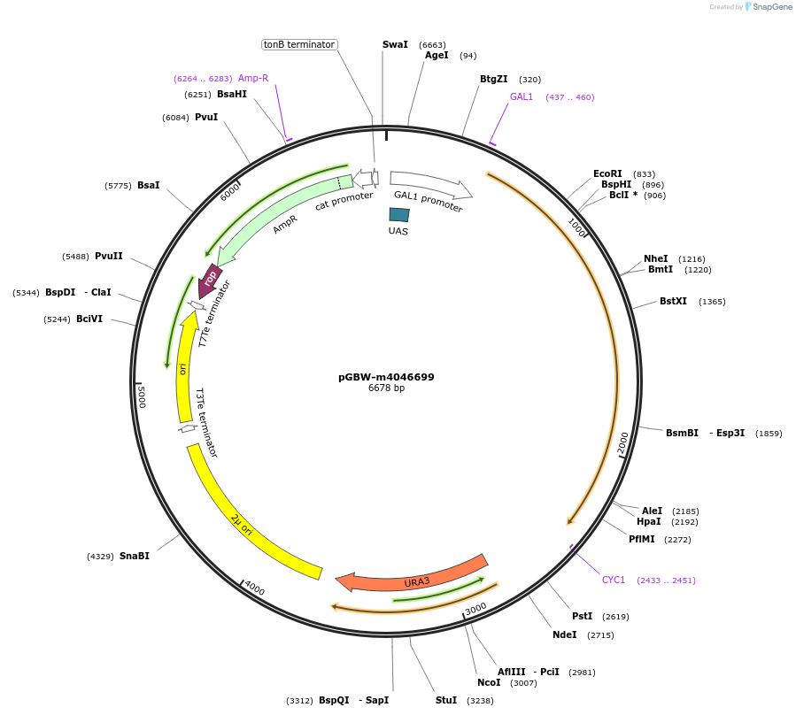 149153-plasmid-map-sequence-id-298249