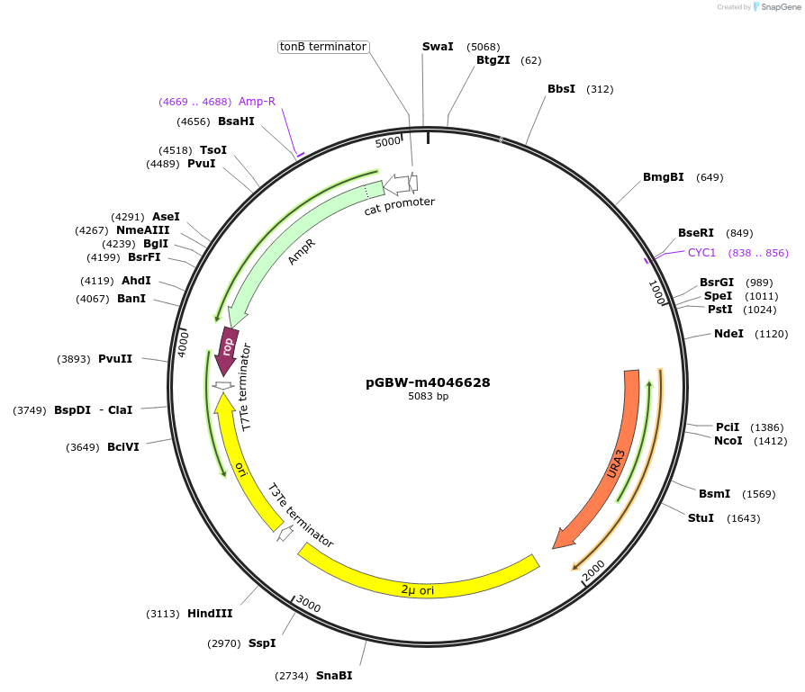149154-plasmid-map-sequence-id-298251