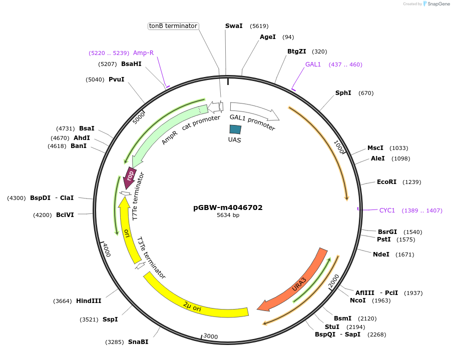 149158-plasmid-map-sequence-id-298253