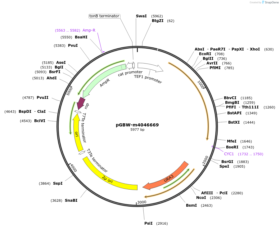 149162-plasmid-map-sequence-id-298257