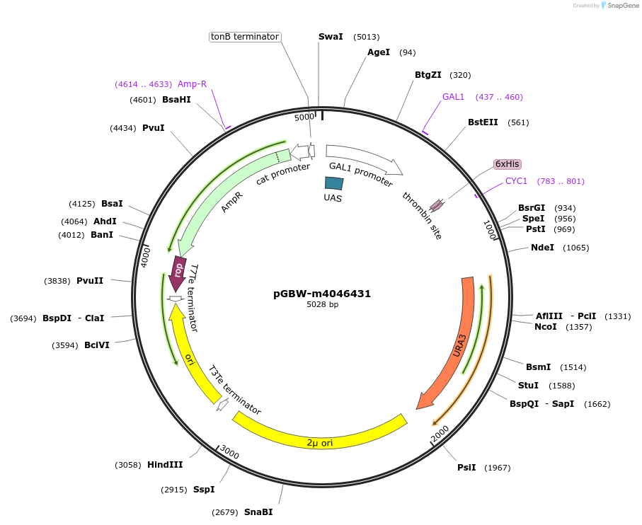 145526-plasmid-map-sequence-id-298267