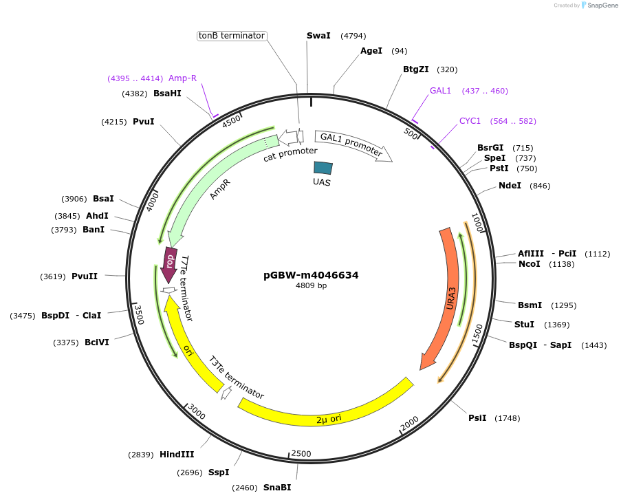 149166-plasmid-map-sequence-id-298268