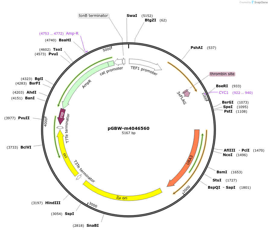 145471-plasmid-map-sequence-id-298269