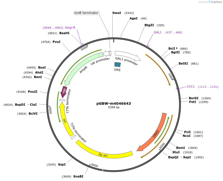 149169-plasmid-map-sequence-id-298292