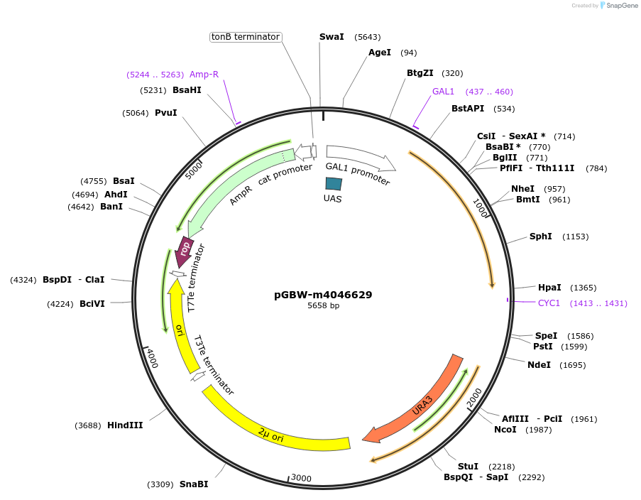 149176-plasmid-map-sequence-id-298298